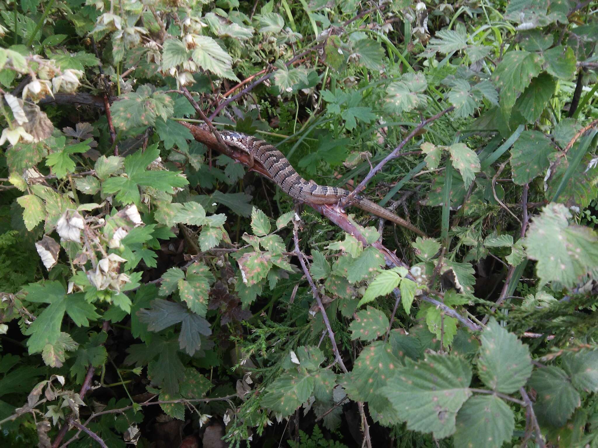 Image of Elgaria kingii kingii Gray 1838