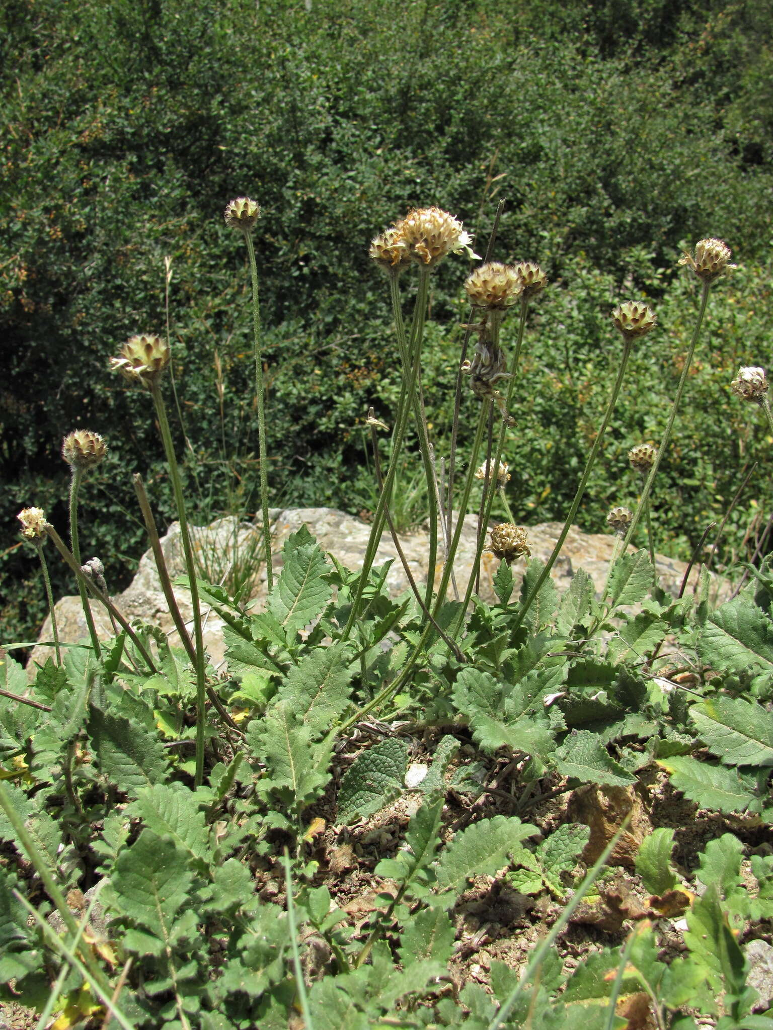 Image of Cephalaria dagestanica Bobrov