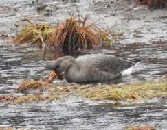 صورة Anser albifrons flavirostris Dalgety, Scott & P 1948