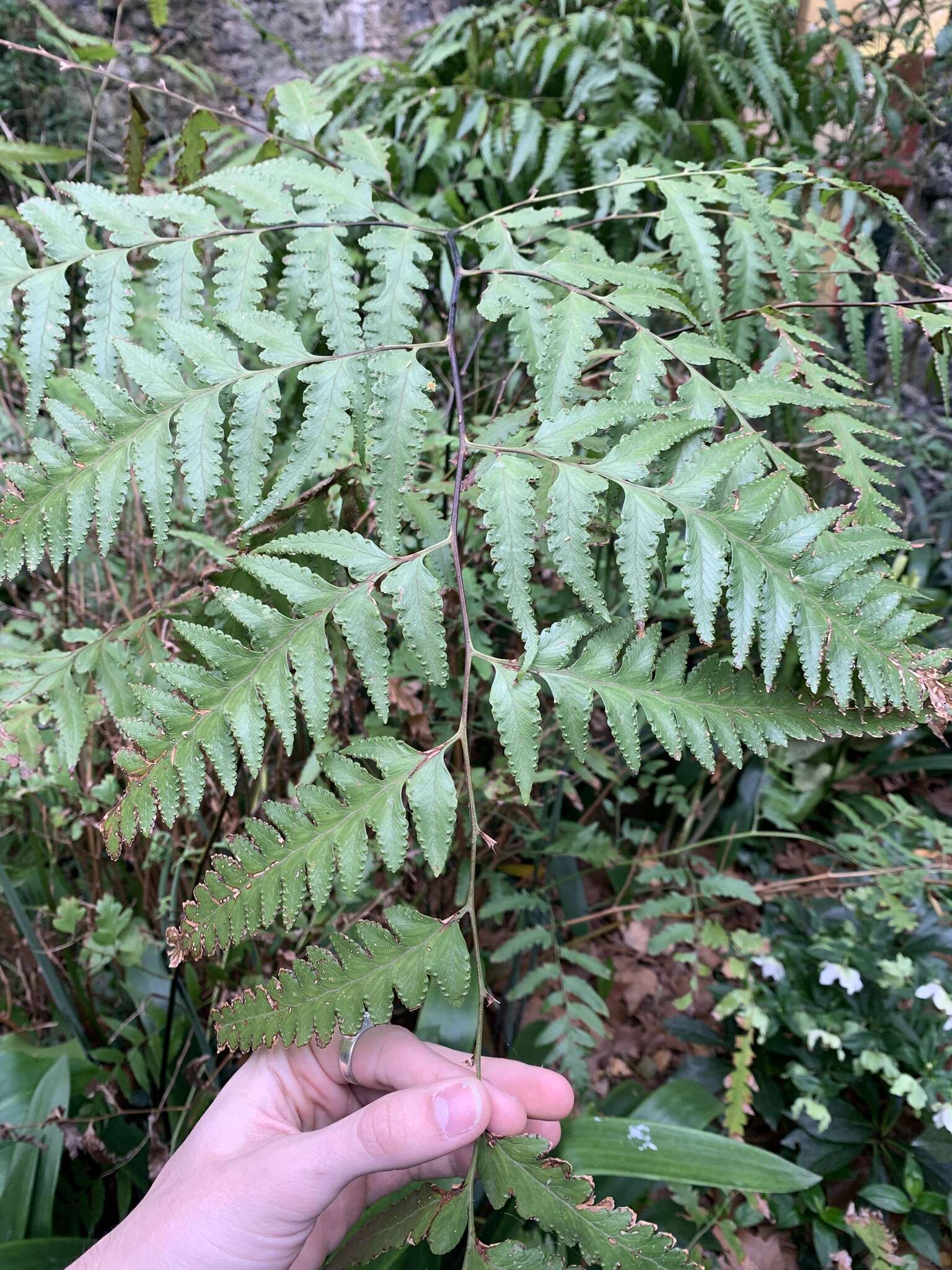 Plancia ëd Microlepia platyphylla (D. Don) J. Sm.