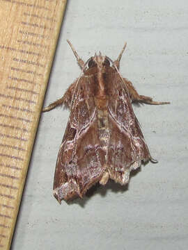 Image of Florida Fern Moth