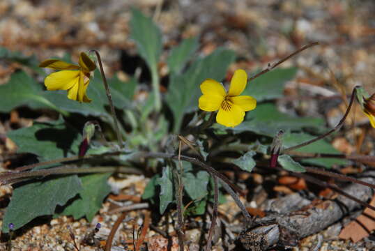 Image of goosefoot violet