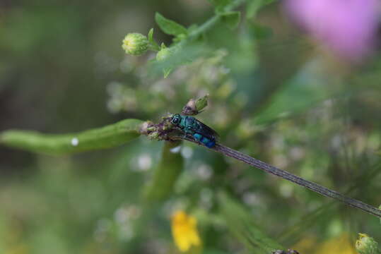 Image of <i>Chrysis conica</i> Brullé 1846