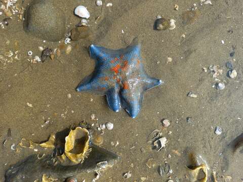 Image of Blue bat star