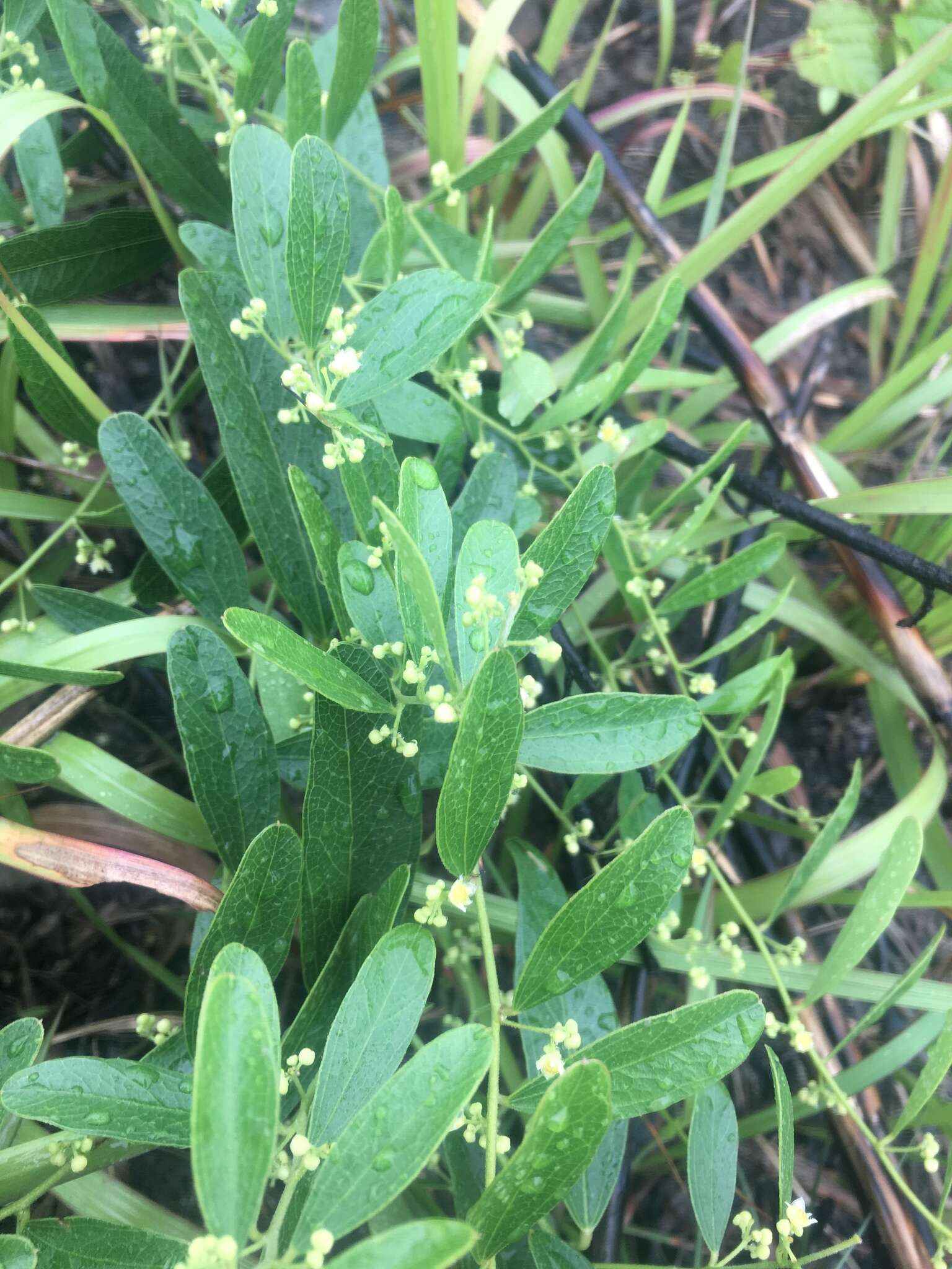 Image of queen coralbead