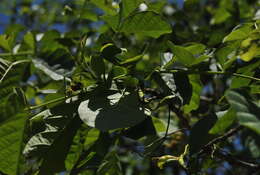 Image of Bean-tree