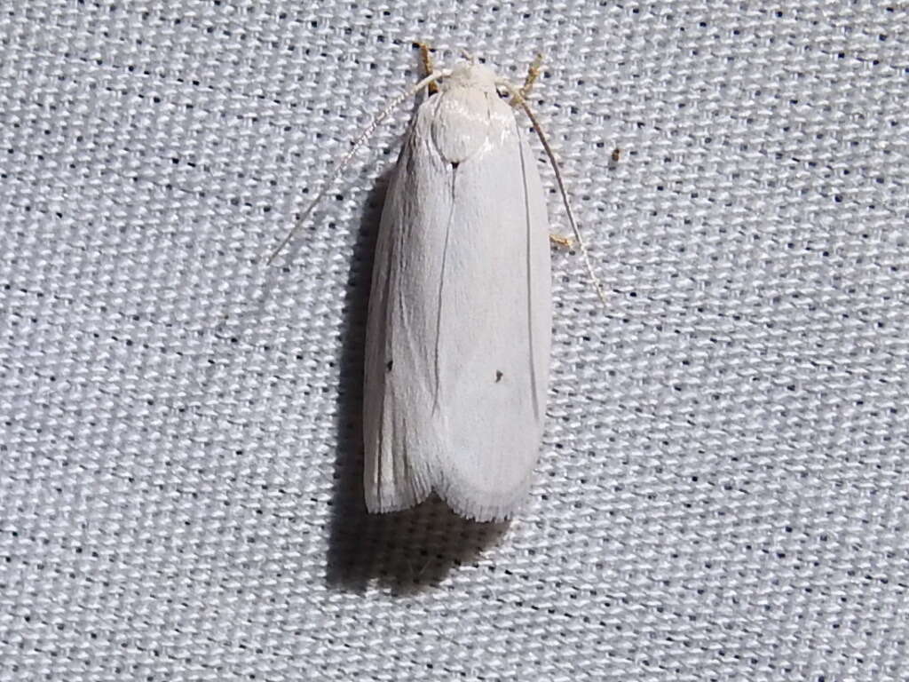 صورة <i>Antaeotricha albulella</i>