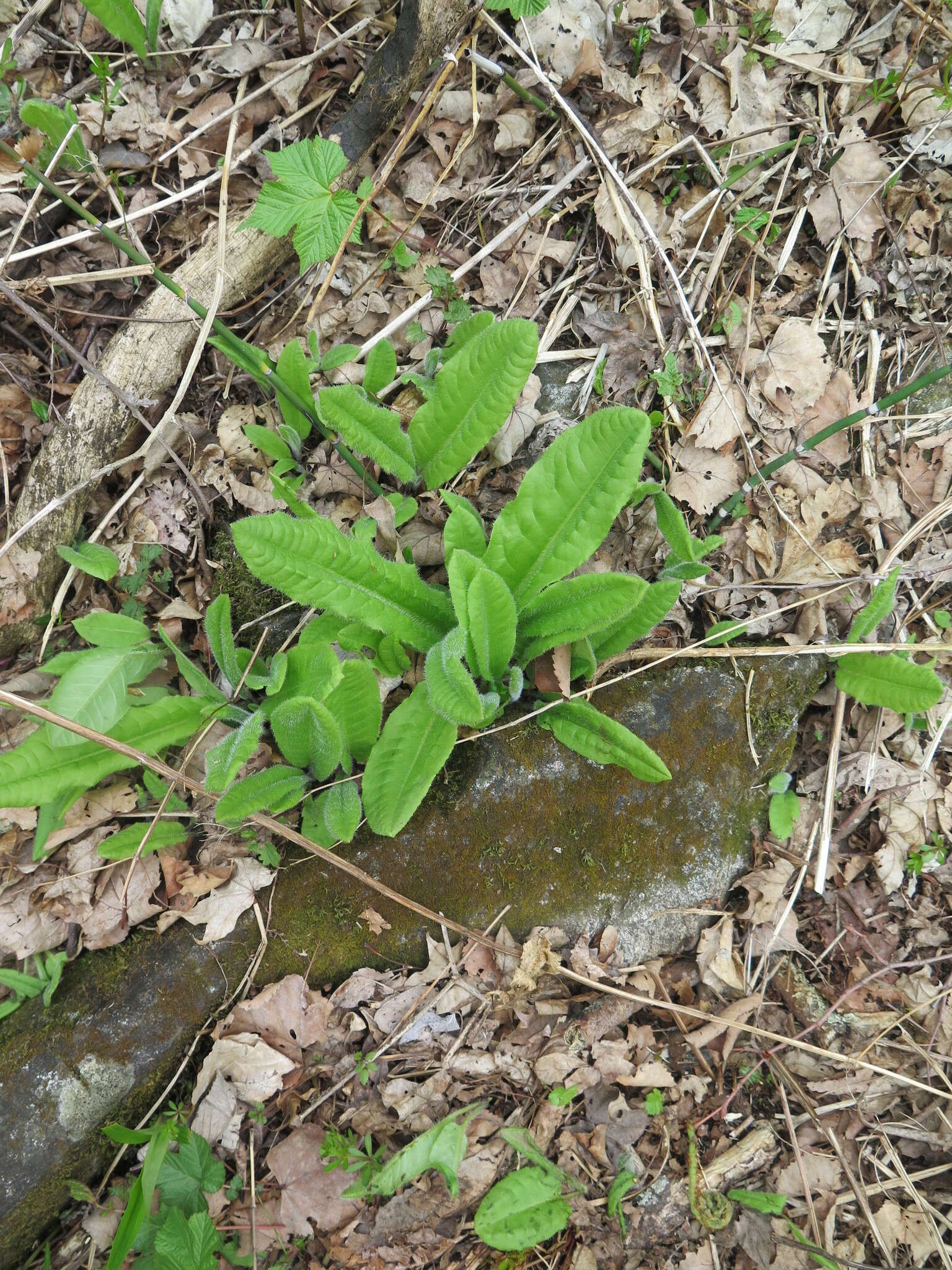 Image of Saussurea umbrosa Kom.