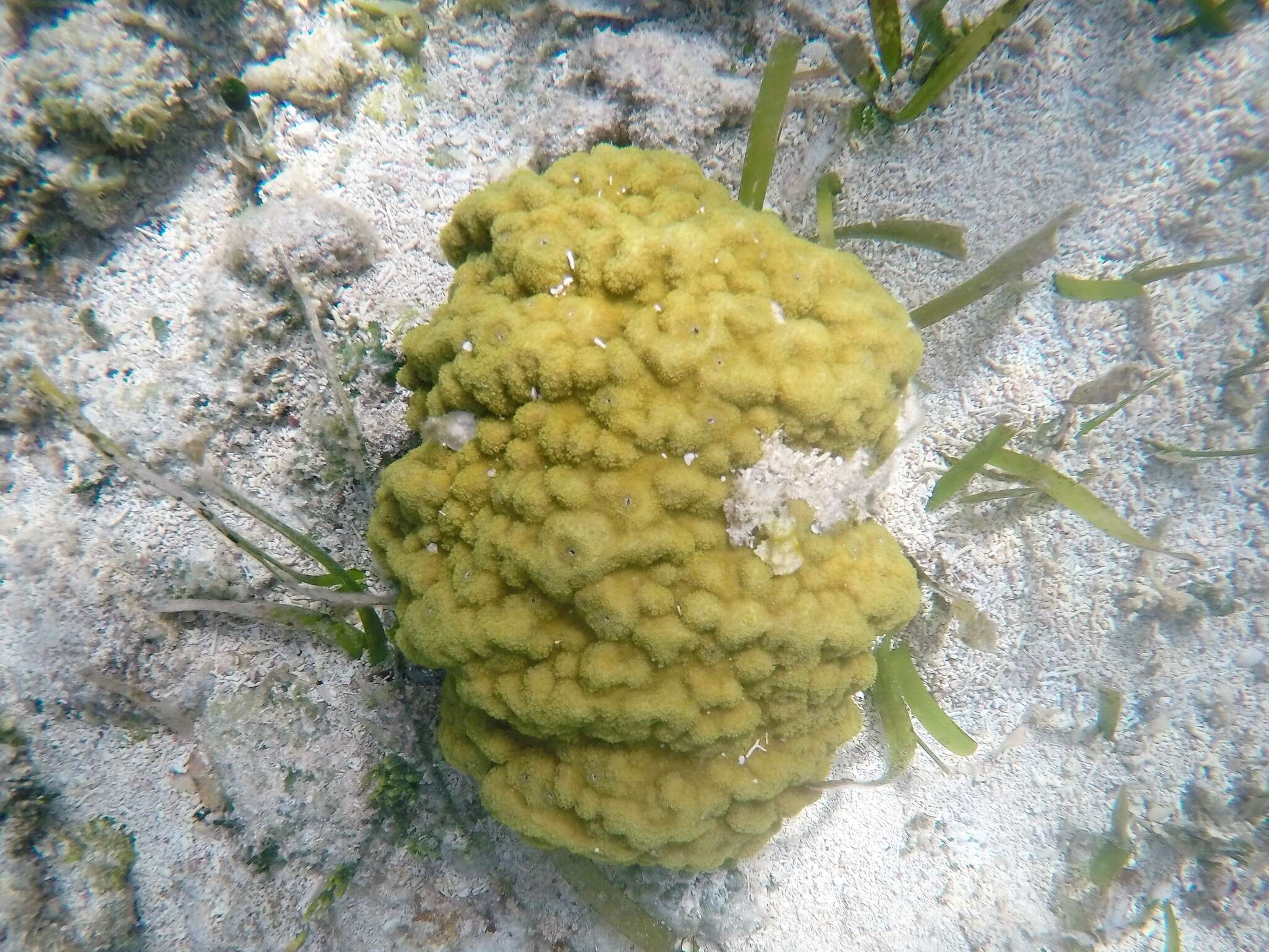 Image of Mustard Hill Coral