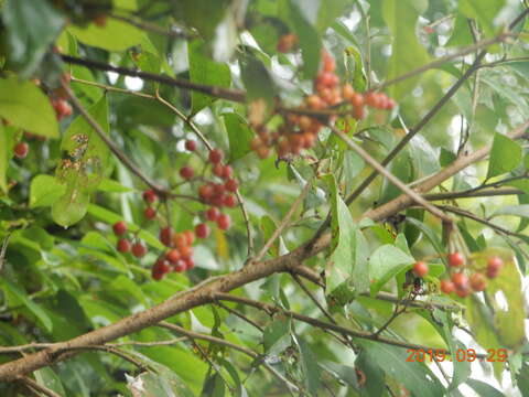 Image of Viburnum luzonicum Rolfe