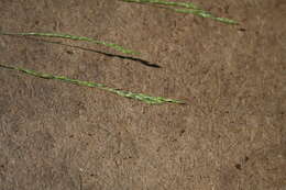 Deschampsia elongata (Hook.) Munro的圖片