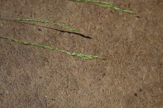 Deschampsia elongata (Hook.) Munro的圖片