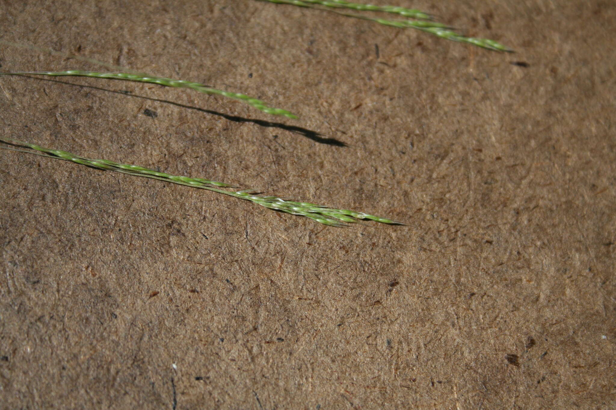 Imagem de Deschampsia elongata (Hook.) Munro