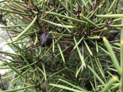 Image of Hakea vittata R. Br.