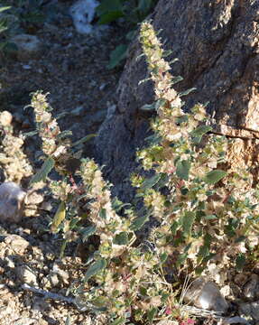 Image de Forsskaolea candida L. fil.