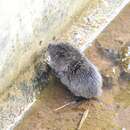 Image of Mandarin Vole