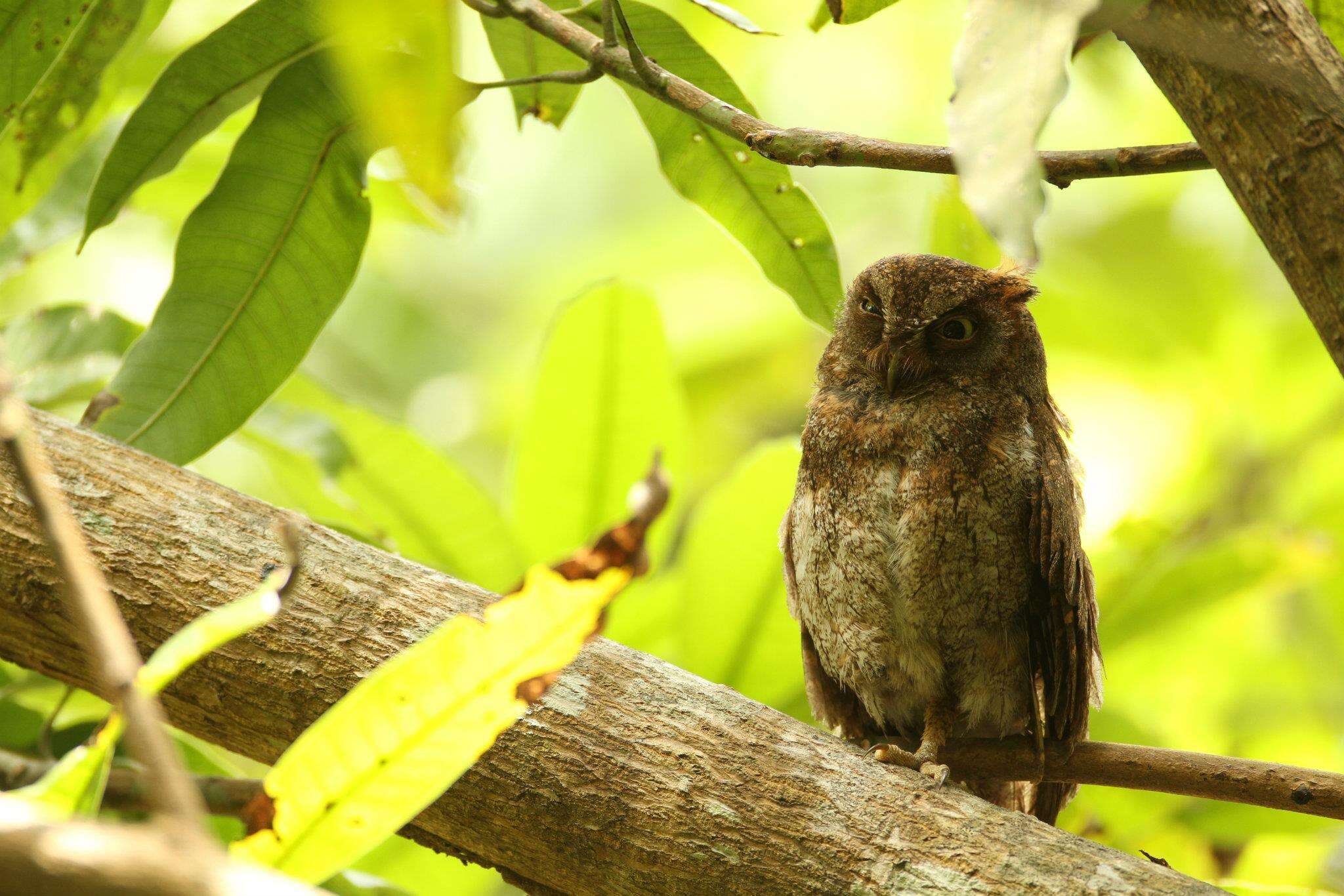 Image of Elegant Scops Owl