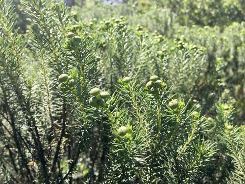 Image of Baccharis aliena (Spreng.) Joch. Müll.