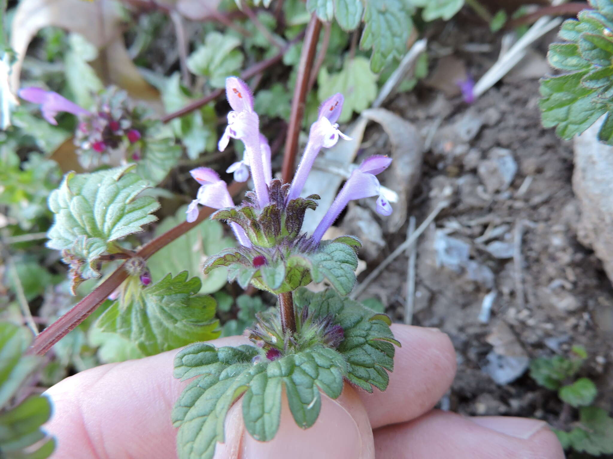 Image of common henbit