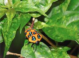 Image of <i>Poecilocoris druraei</i>