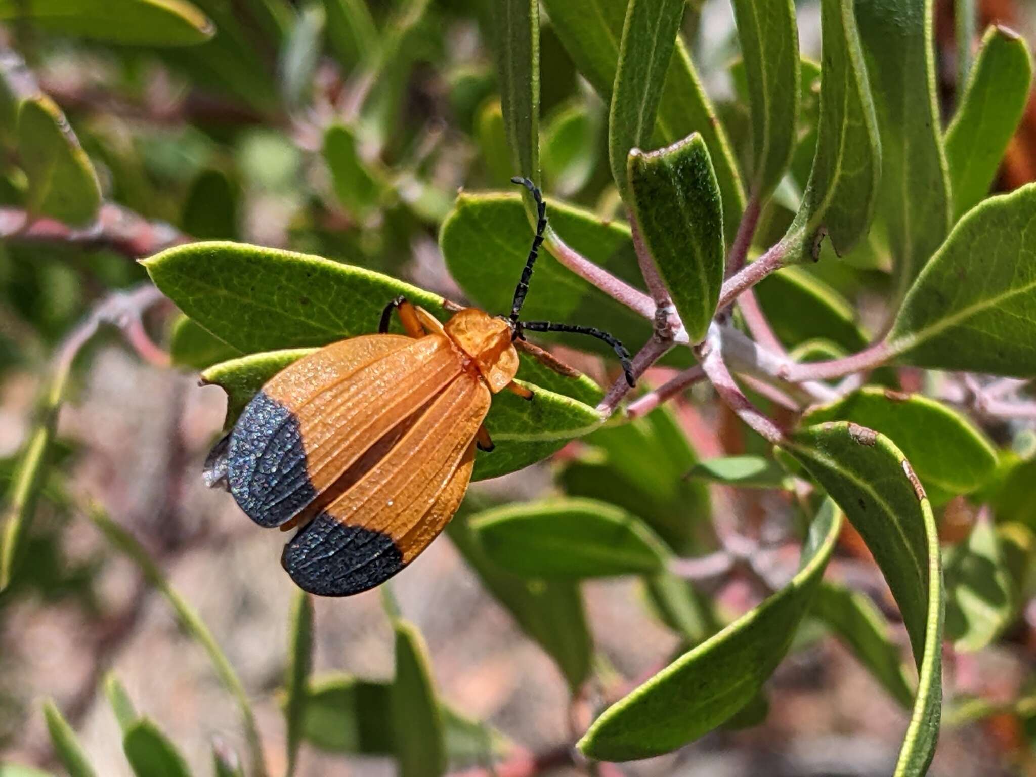 Plancia ëd Lycus arizonensis Green 1949