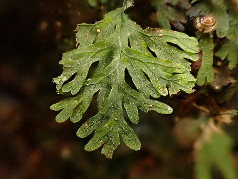 Image of Crepidomanes humile (G. Forst.) Bosch