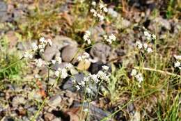 Imagem de Eriogonum elatum var. elatum