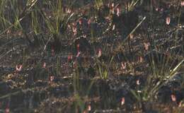 Image of Drosera binata Labill.