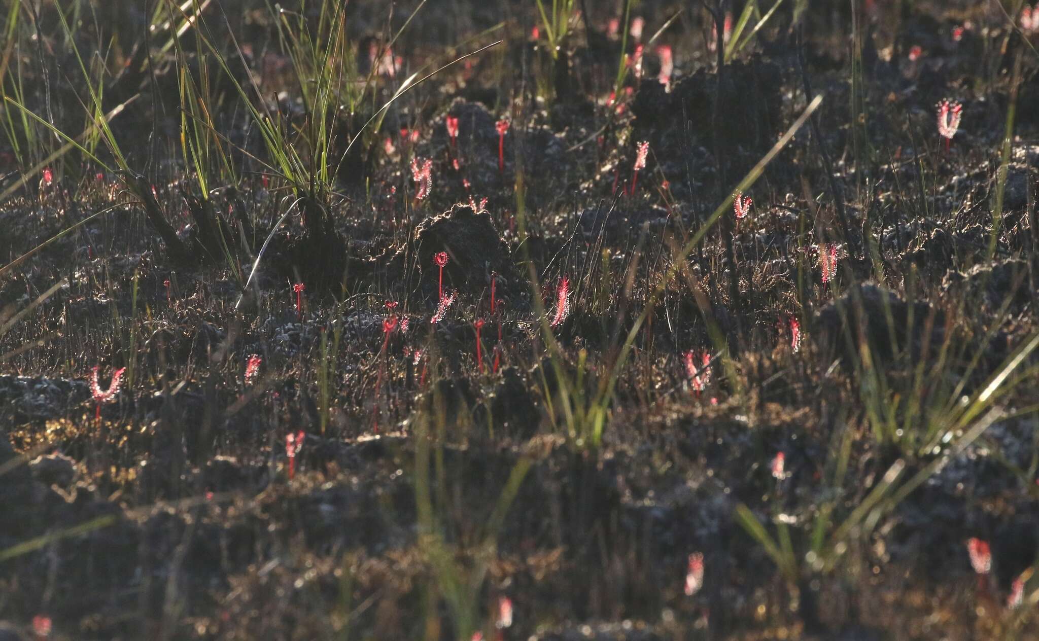 Image of Drosera binata Labill.