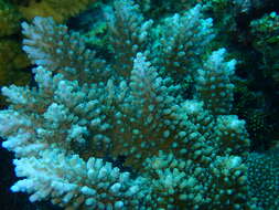 Image of Acropora abrotanoides (Lamarck 1816)