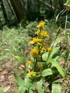 Imagem de Solidago virgaurea subsp. caucasica (Kem.-Nath.) Greuter