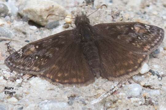 Image of Juvenal's Duskywing