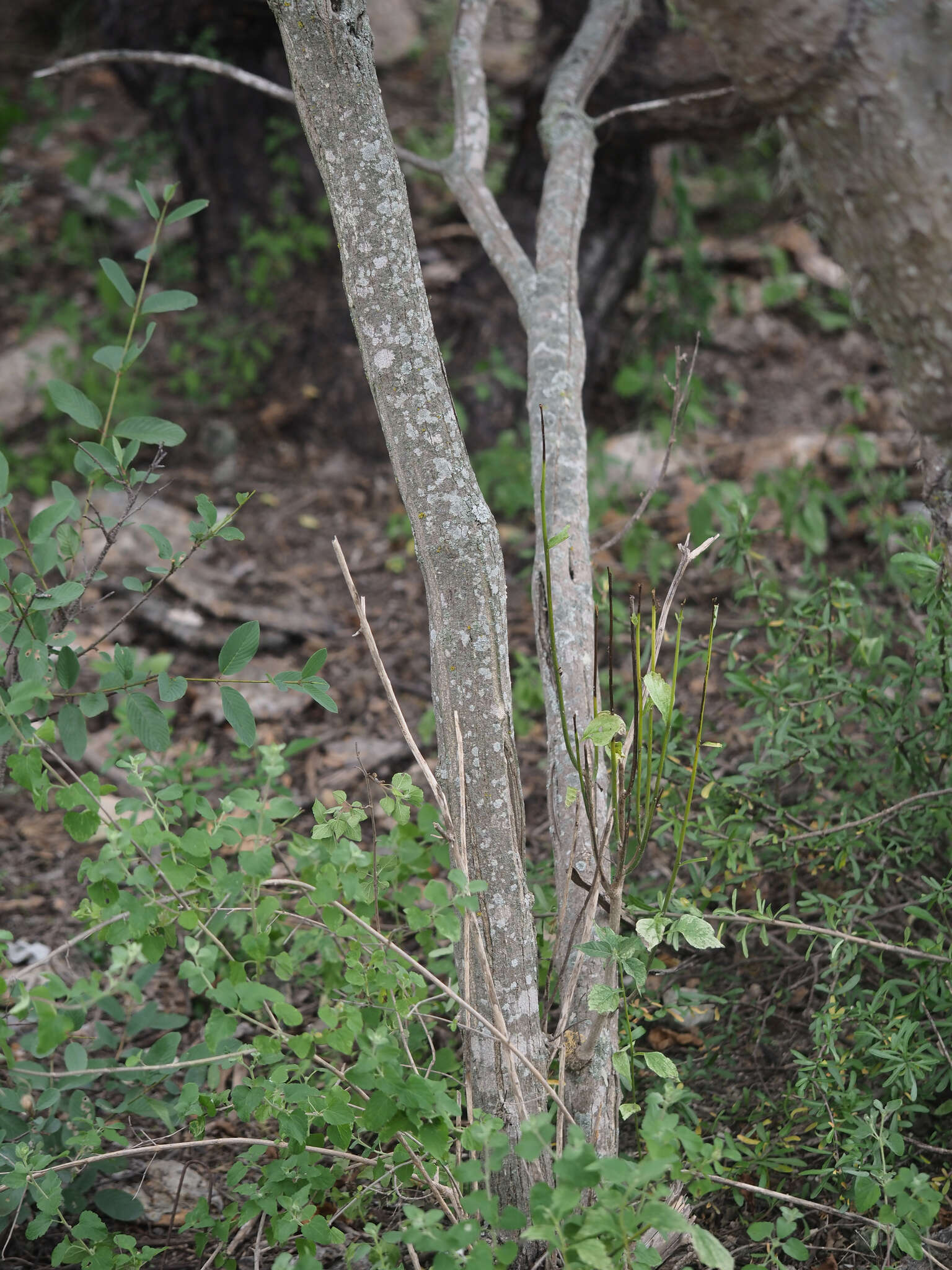 Image of Zaluzania montagnifolia (Sch. Bip.) Sch. Bip.