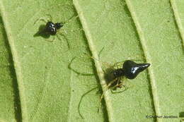 صورة Chikunia nigra (O. Pickard-Cambridge 1880)