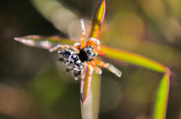 Image of Austracantha