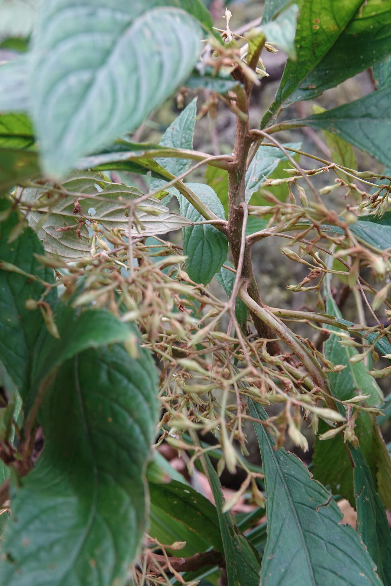 Image of Rhynchotechum discolor (Maxim.) B. L. Burtt