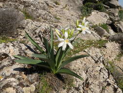 Imagem de Pancratium illyricum L.