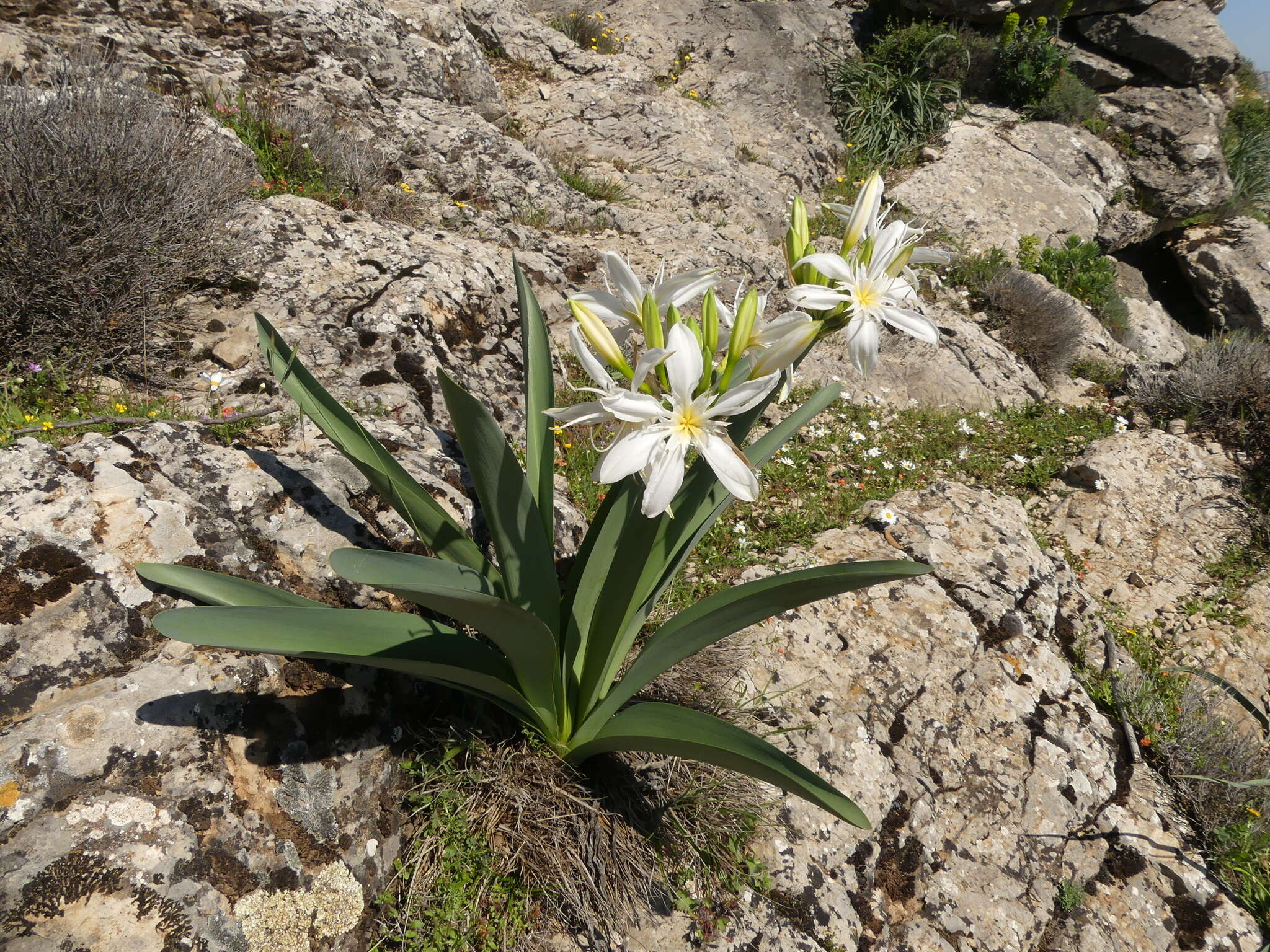 Imagem de Pancratium illyricum L.