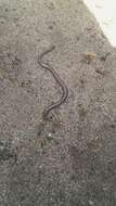 Image of California legless lizard