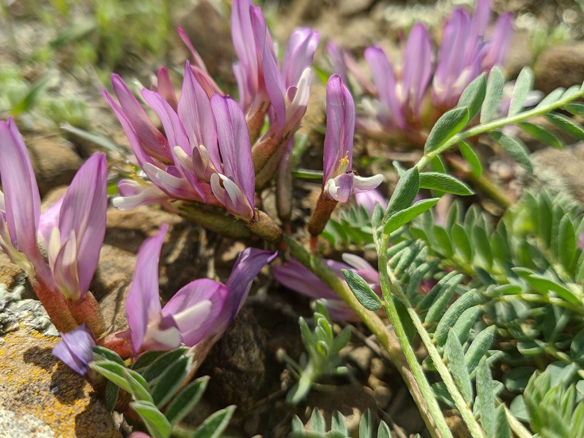 Imagem de Astragalus physodes subsp. physodes