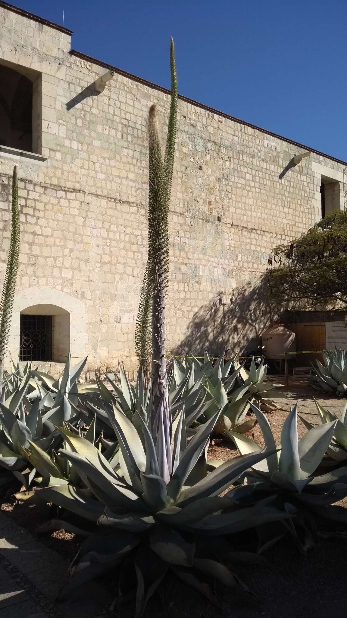 Image of Silvery agave