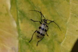 Image of <i>Meristata quadrifasciata</i>