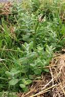 Image of Ribwort Plantain