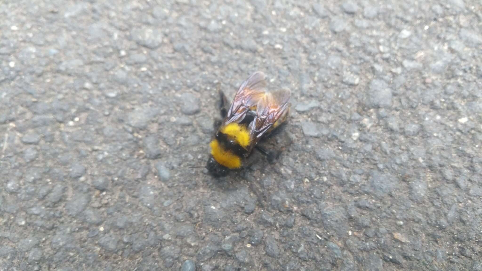 Plancia ëd Bombus hortulanus Friese 1904