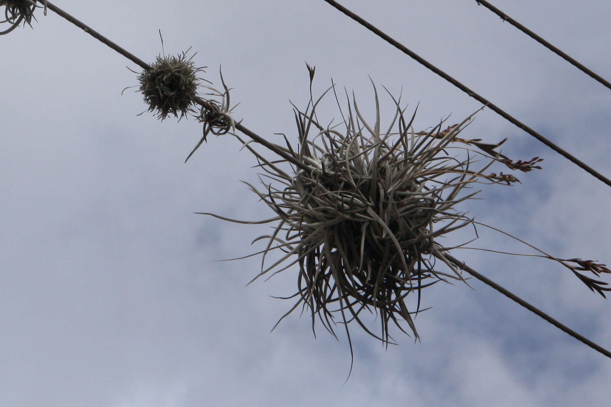 Imagem de Tillandsia caliginosa W. Till