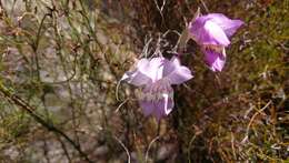 Imagem de Gladiolus taubertianus Schltr.