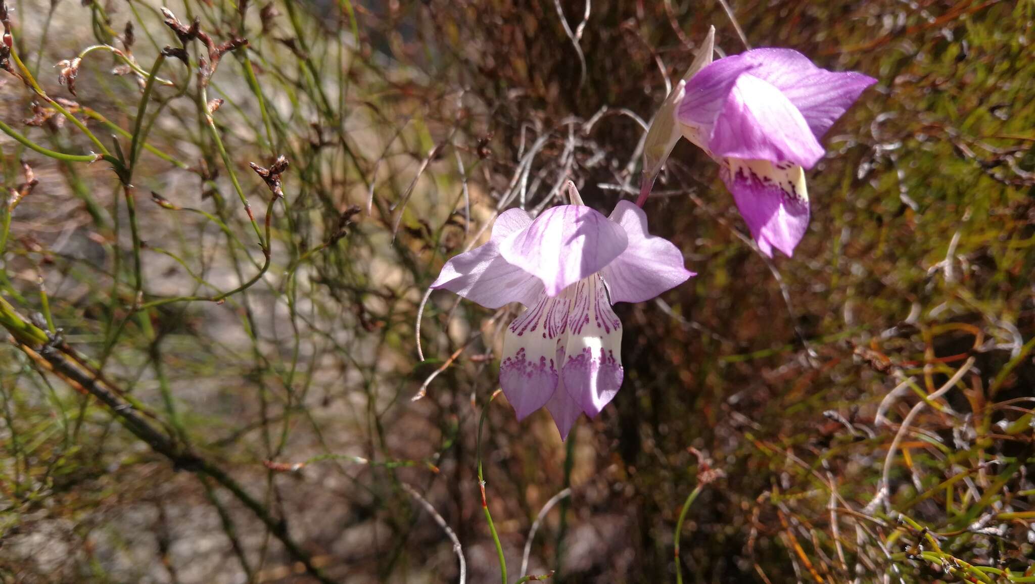 Imagem de Gladiolus taubertianus Schltr.