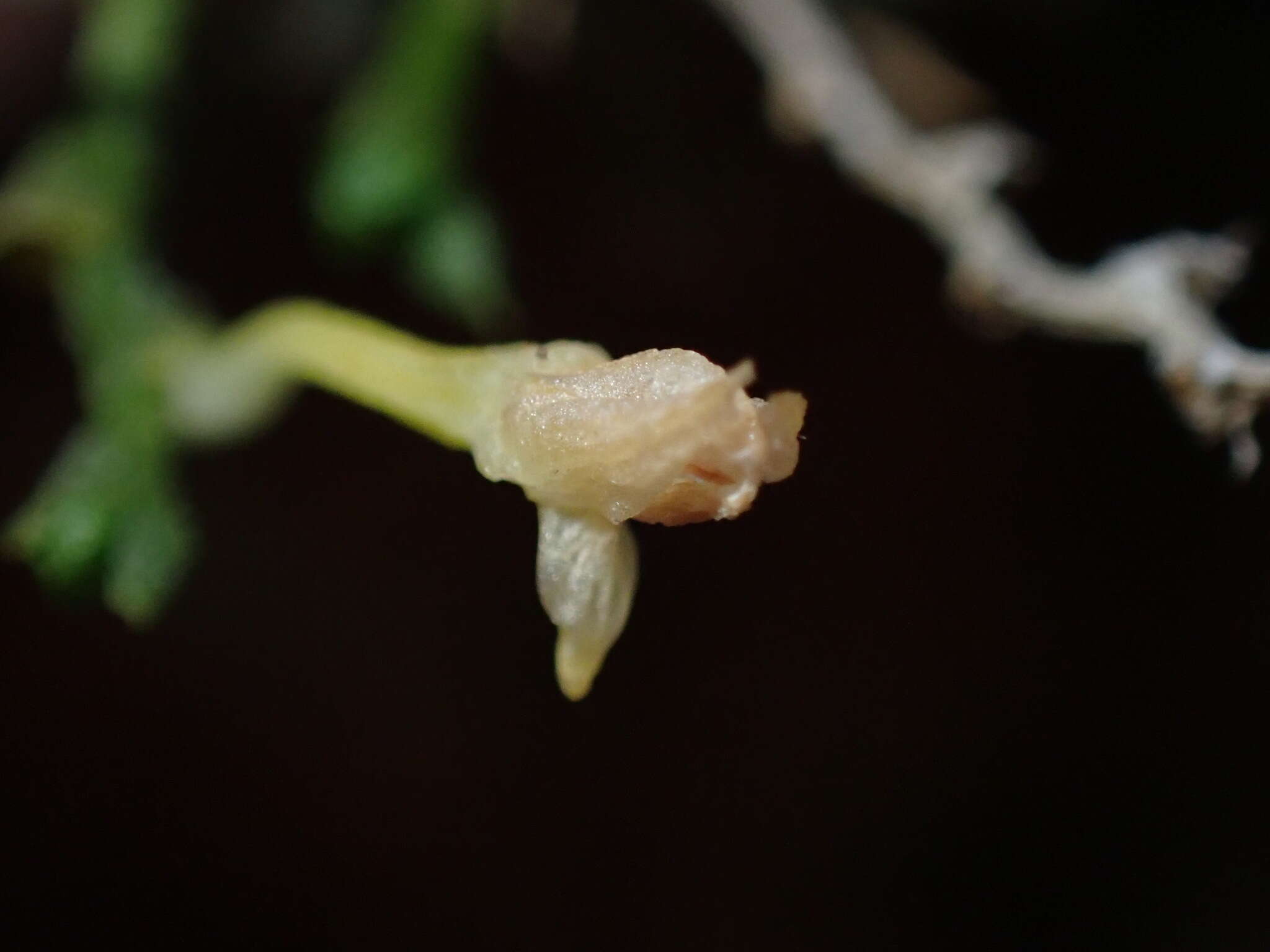 Image de Taeniophyllum fasciola (G. Forst.) Seem.