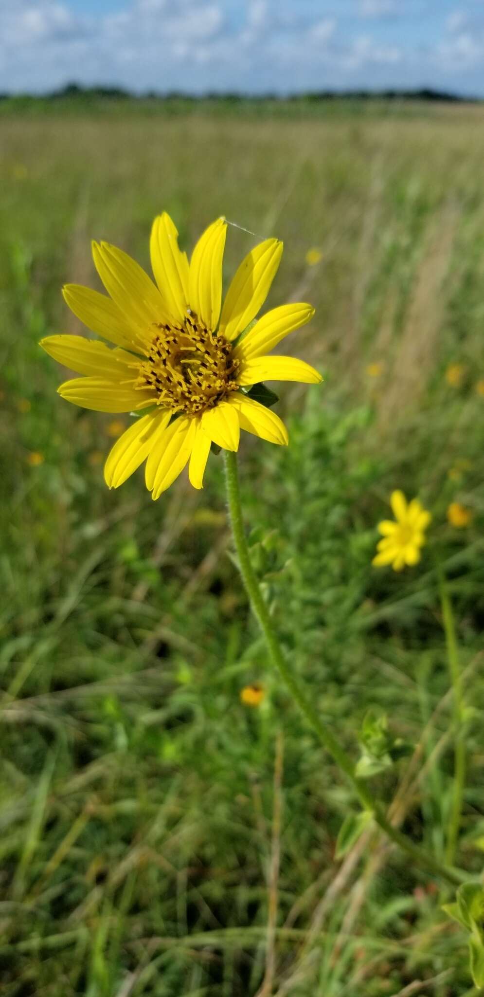 Image of slender rosinweed