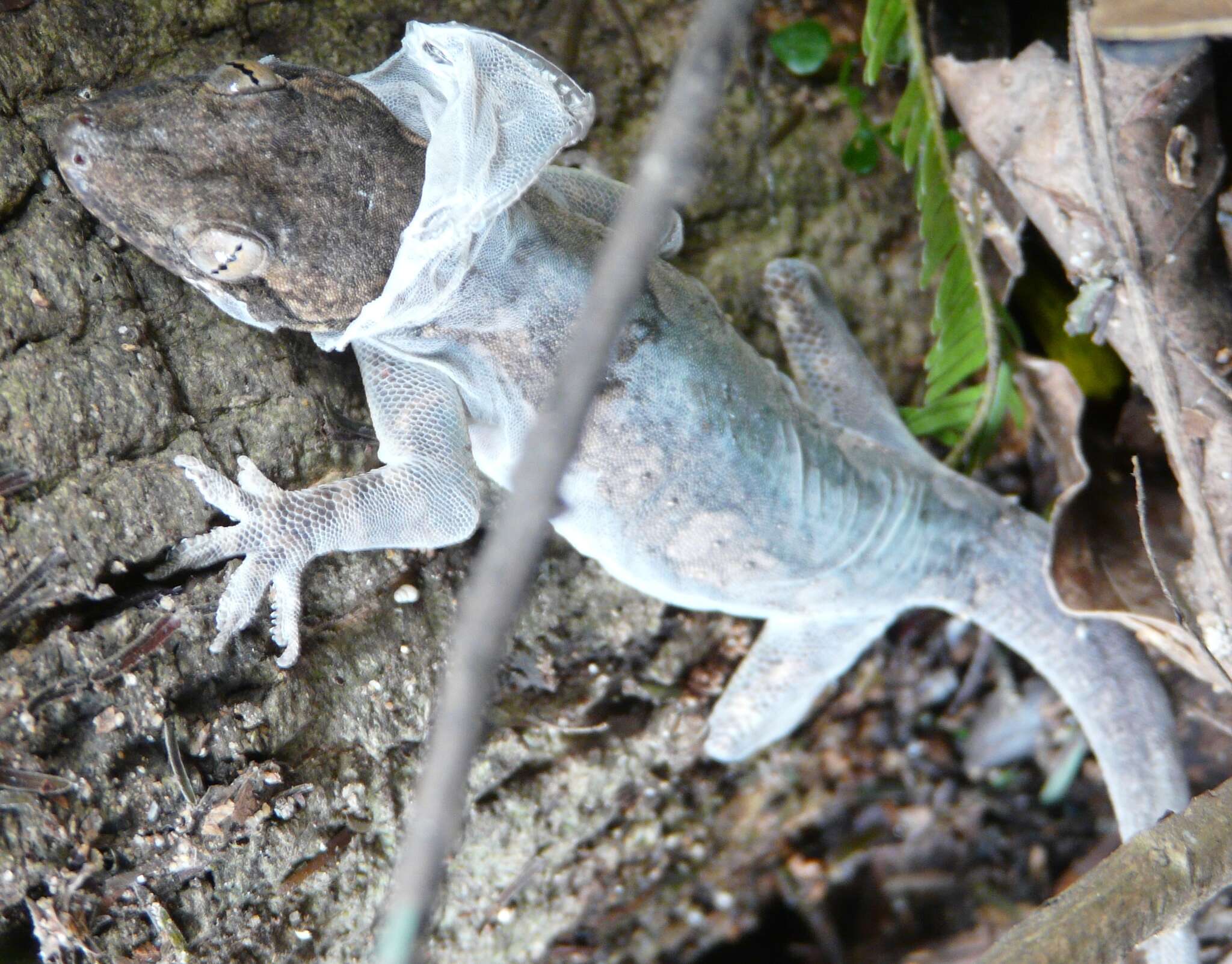 Image of Bark Gecko